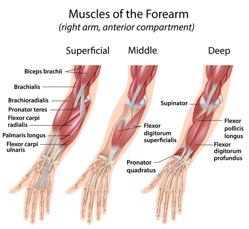 anterior forearm soft tissue anatomy