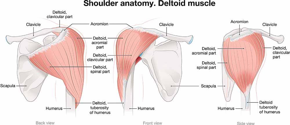 delt anatomy