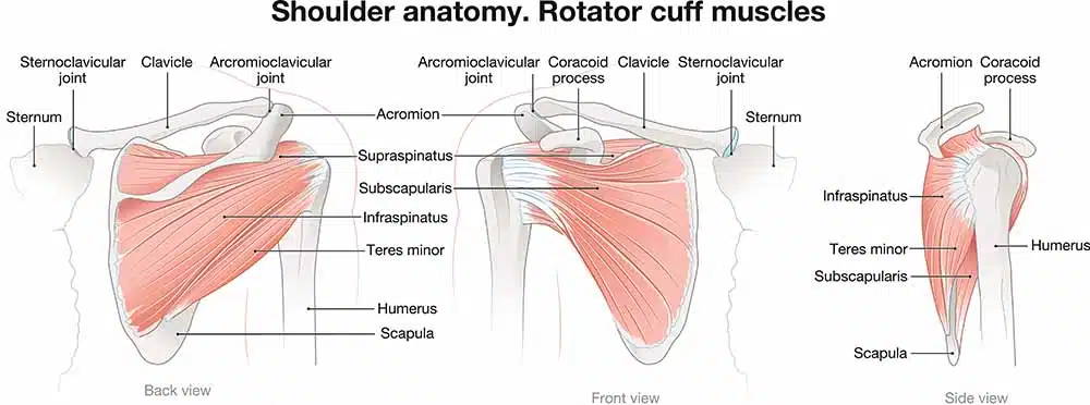rotator cuff anatomy