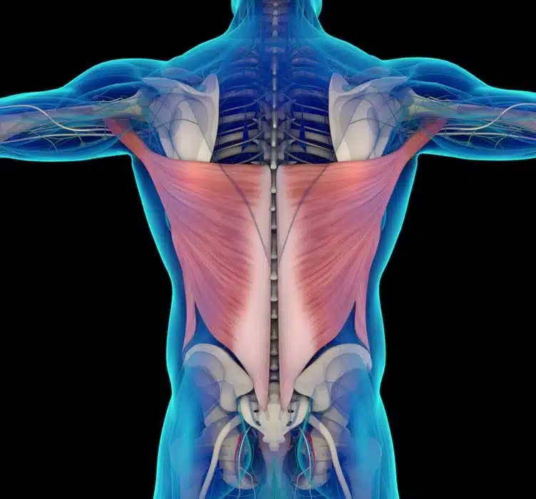 lat muscles in the back of a climber