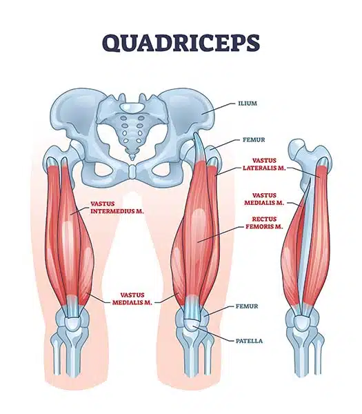 quadricep muscles